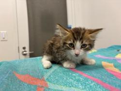 Shelter Stray Male Cat last seen N College Ave, Kansas City, MO 64156, 64156, MO, 7077 Elmwood Ave, Kansas City, MO 64132, USA