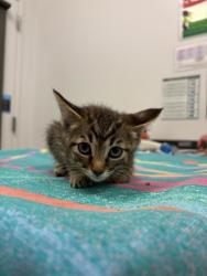 Shelter Stray Female Cat last seen N College Ave, Kansas City, MO 64156, 64156, MO, 7077 Elmwood Ave, Kansas City, MO 64132, USA