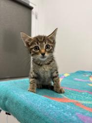 Shelter Stray Female Cat last seen N College Ave, Kansas City, MO 64156, 64156, MO, 7077 Elmwood Ave, Kansas City, MO 64132, USA