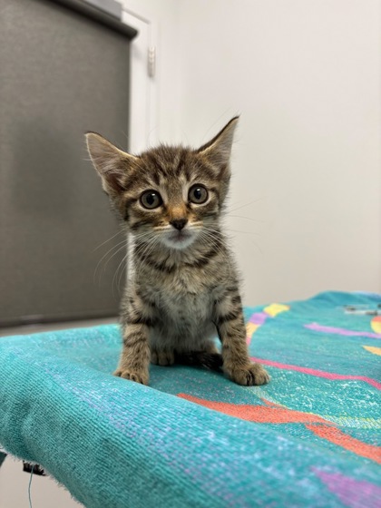 Shelter Stray Female Cat last seen N College Ave, Kansas City, MO 64156, 64156, MO, 7077 Elmwood Ave, Kansas City, MO 64132, USA