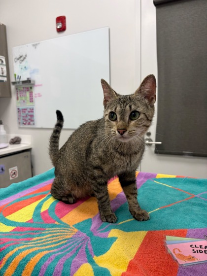 Shelter Stray Female Cat last seen Grandview Rd & E Red Bridge Rd, 64137, 64137, MO, 7077 Elmwood Ave, Kansas City, MO 64132, USA