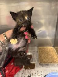 Shelter Stray Female Cat last seen Gibson, 75149, TX, 1650 Gross Rd, Mesquite, TX 75149, USA