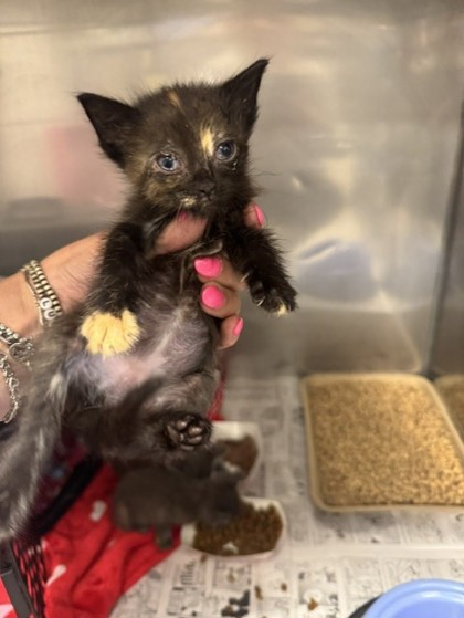 Shelter Stray Female Cat last seen Gibson, 75149, TX, 1650 Gross Rd, Mesquite, TX 75149, USA