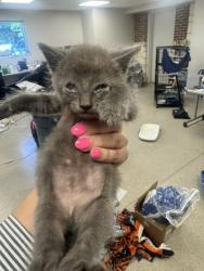 Shelter Stray Male Cat last seen Gibson, 75149, TX, 1650 Gross Rd, Mesquite, TX 75149, USA
