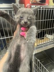Shelter Stray Female Cat last seen Gibson, 75149, TX, 1650 Gross Rd, Mesquite, TX 75149, USA