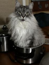 Reunited Male Cat last seen Addison and Richmond, Chicago, IL 60618