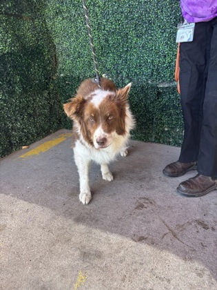 Shelter Stray Male Dog last seen Near osborne, CITY of El Paso, TX, 5001 Fred Wilson Ave, El Paso, TX 79906, USA