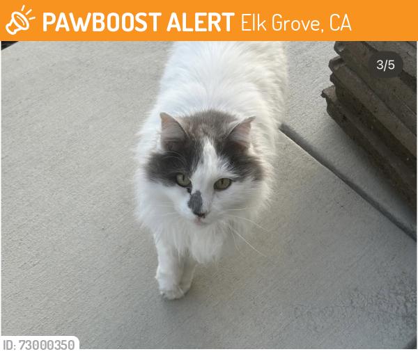 Found/Stray Female Cat last seen swordfish circle , Elk Grove, CA 95757