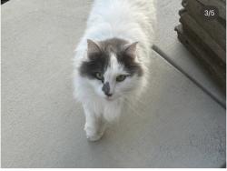 Found/Stray Female Cat last seen swordfish circle , Elk Grove, CA 95757
