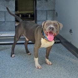 Found/Stray Male Dog last seen Near E Del Amo Blvd, Long Beach, CA 90805, Long Beach, CA 90805