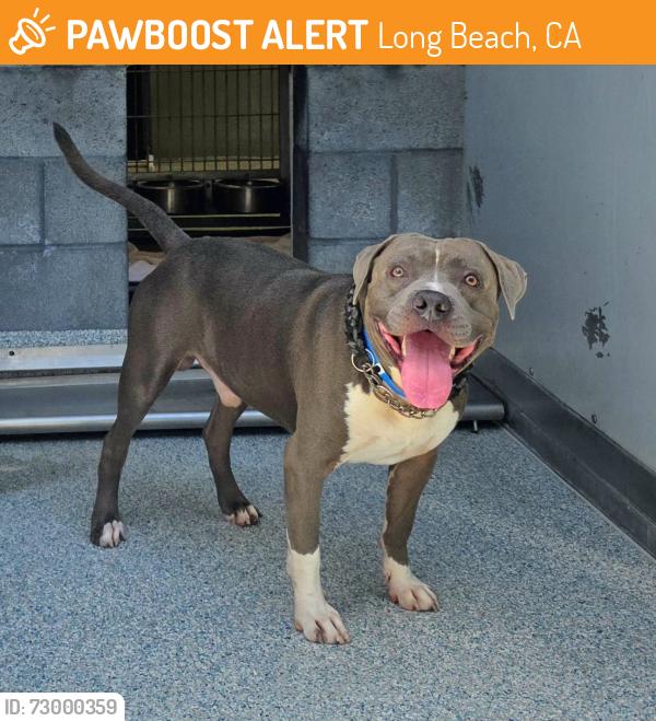 Found/Stray Male Dog last seen Near E Del Amo Blvd, Long Beach, CA 90805, Long Beach, CA 90805
