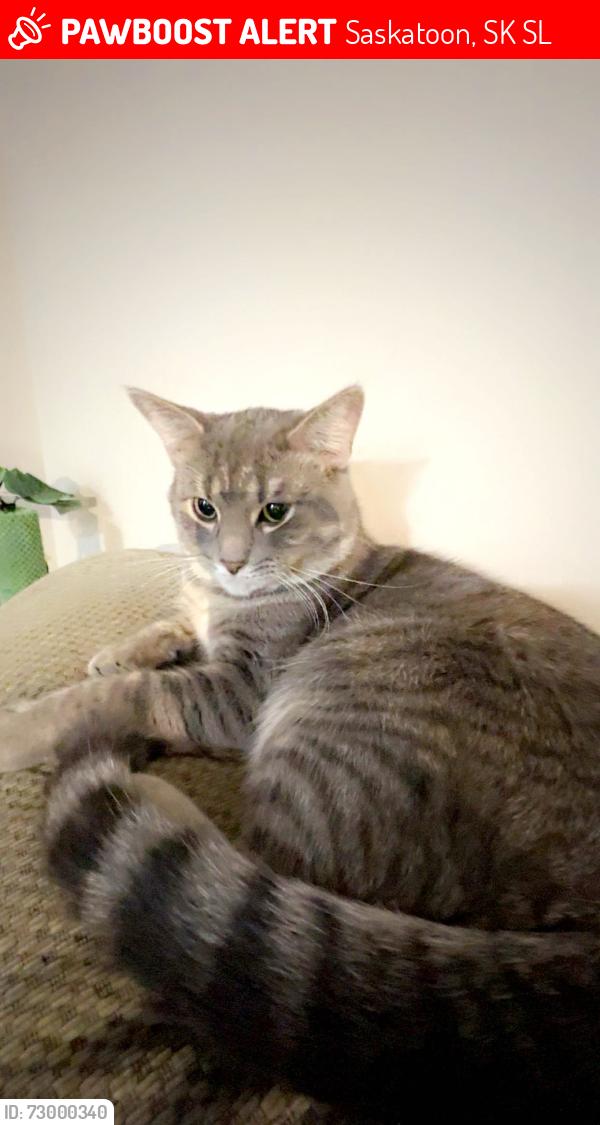 Lost Male Cat last seen Marlborough cres neighborhood , Saskatoon, SK S7L