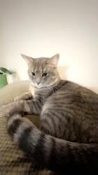Lost Male Cat last seen Marlborough cres neighborhood, Saskatoon, SK S7L