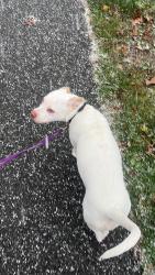 Lost Female Dog last seen Broadway and Garden Road, Rocky Point, NY 11778