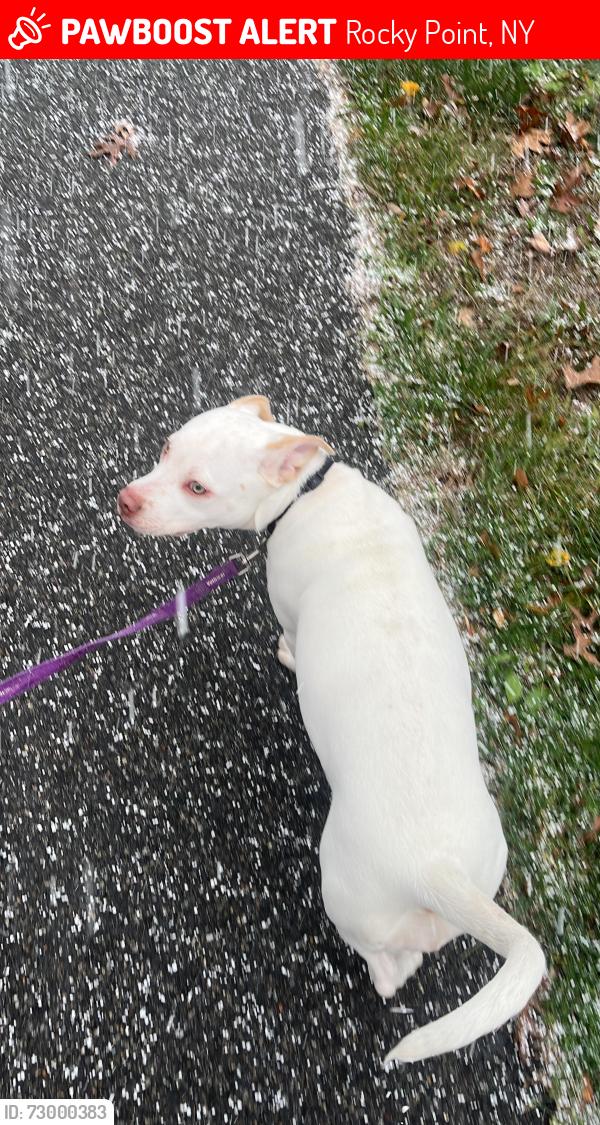 Lost Female Dog last seen Broadway and Garden Road, Rocky Point, NY 11778