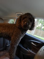 Reunited Unknown Dog last seen UTA , Arlington, TX 76012