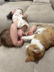 Lost Male Cat last seen Near Olympia High School, Olympia, WA 98501