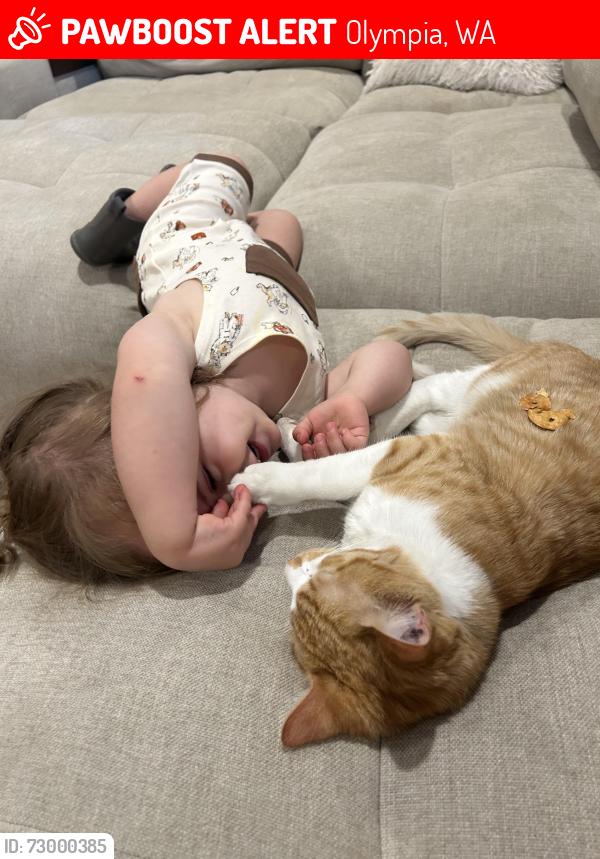 Lost Male Cat last seen Near Olympia High School, Olympia, WA 98501