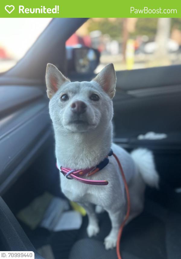 Reunited Female Dog last seen San Fernando x Colorado, Glendale, CA 91204