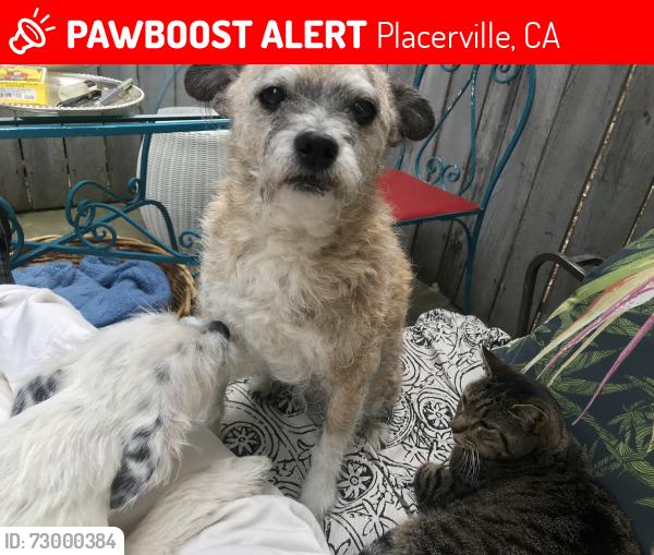 Lost Male Dog last seen Smith flt exit , Placerville, CA 95667