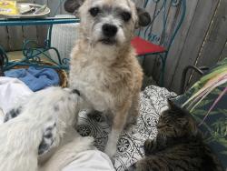 Lost Male Dog last seen Smith flt exit , Placerville, CA 95667