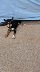 Found/Stray Female Dog last seen Meadowview Drive, Mesquite, TX 75150