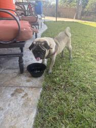 Found/Stray Male Dog last seen Armstead & Gladstone , Azusa, CA 91740
