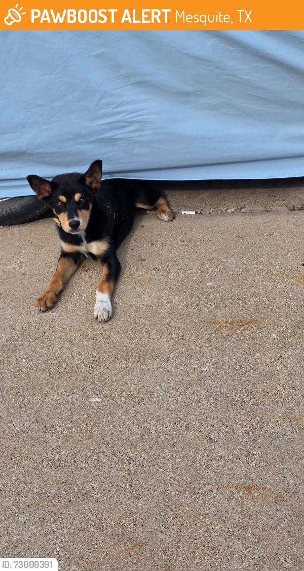 Found/Stray Female Dog last seen Meadowview Drive, Mesquite, TX 75150