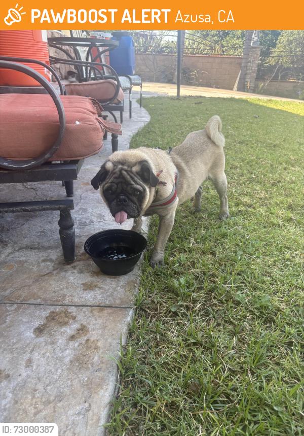 Found/Stray Male Dog last seen Armstead & Gladstone , Azusa, CA 91740