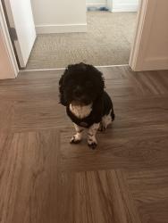 Lost Male Dog last seen Ca -24 w , Orinda, CA 94563