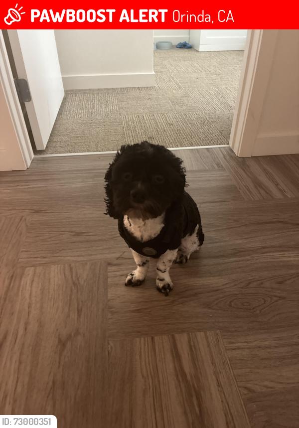 Lost Male Dog last seen Ca -24 w , Orinda, CA 94563