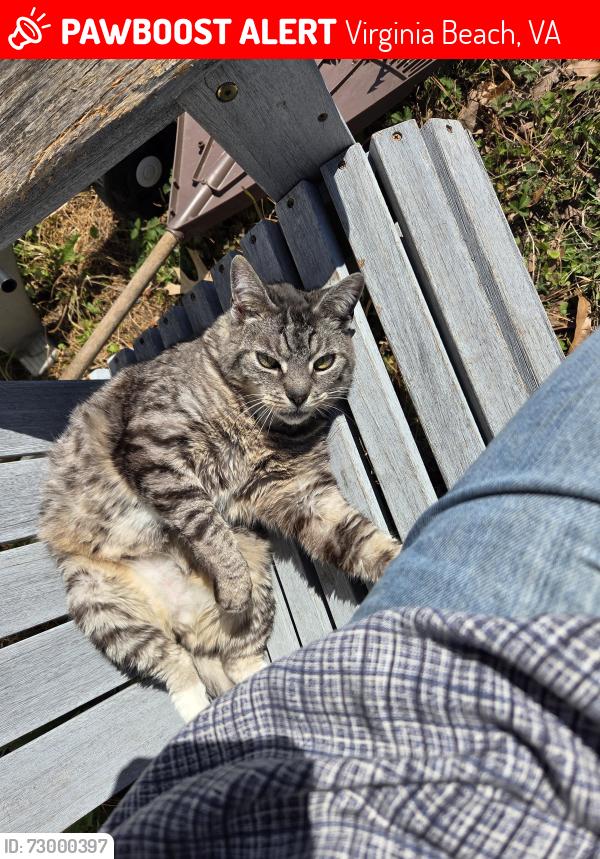 Lost Male Cat last seen South plaza trail, starlighter dr , Virginia Beach, VA 23452