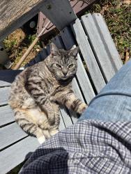Lost Male Cat last seen South plaza trail, starlighter dr , Virginia Beach, VA 23452