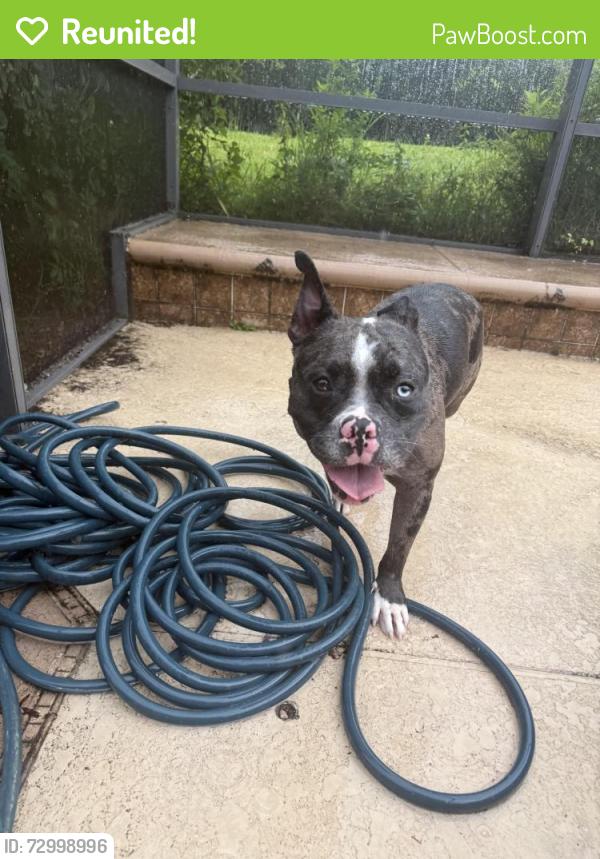 Reunited Female Dog last seen Stoneybrook Blvd Avalon Gate, Orlando, FL 32828