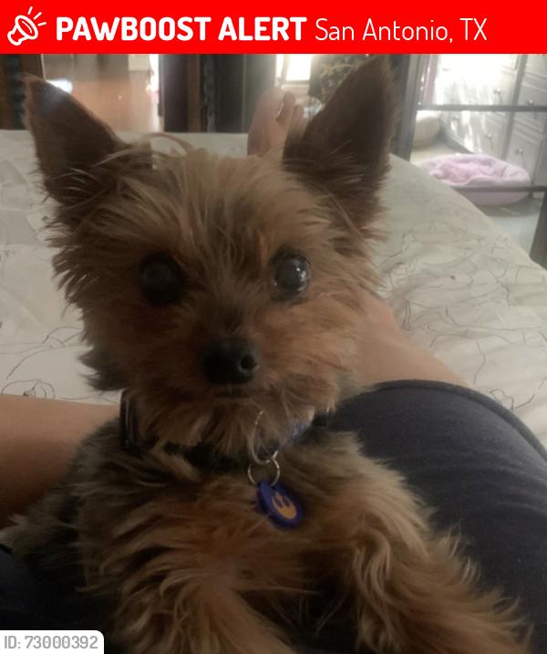 Lost Male Dog last seen Wurbach, San Antonio, TX 78229