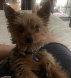Lost Male Dog last seen Wurbach, San Antonio, TX 78229