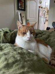 Lost Male Cat last seen Shoal Creek and 15th, Austin, TX 78701