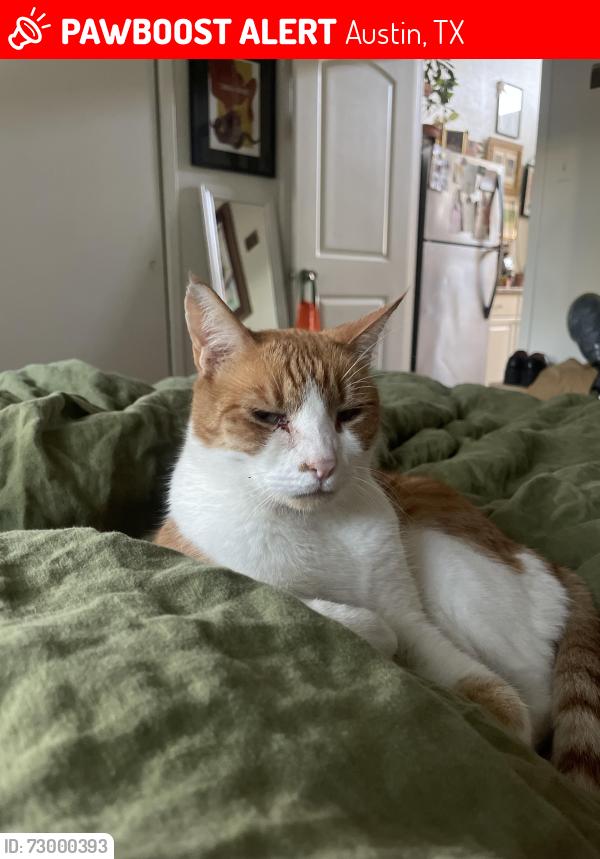 Lost Male Cat last seen Shoal Creek and 15th, Austin, TX 78701