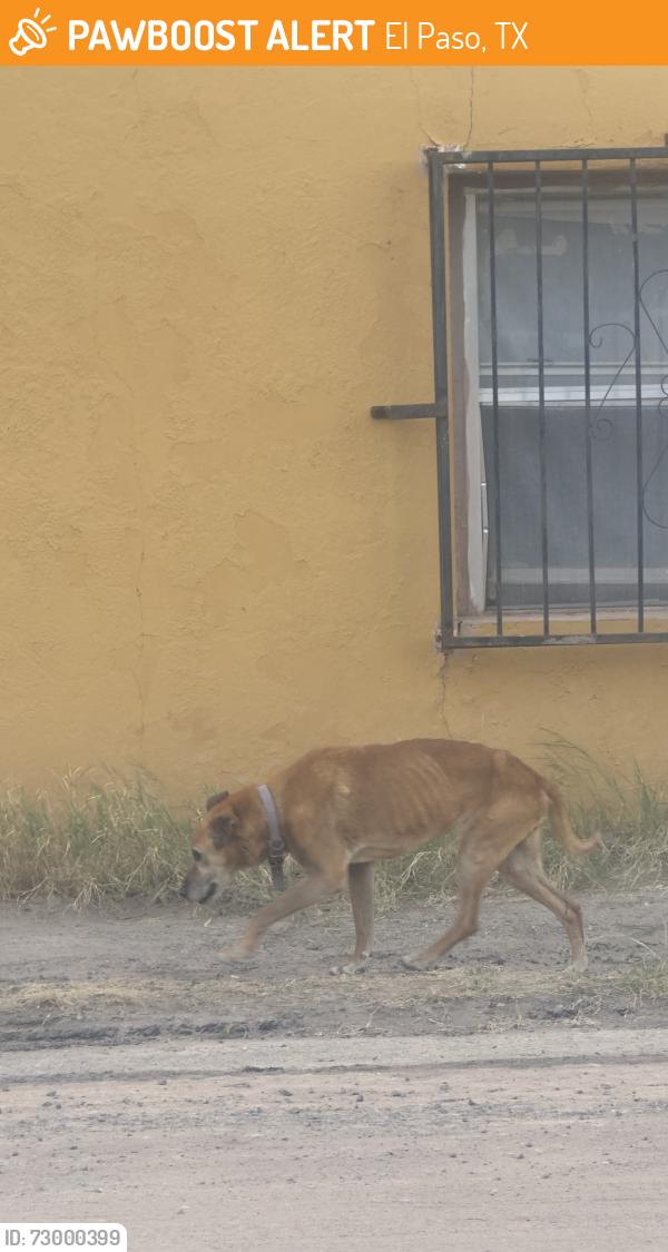 Found/Stray Female Dog last seen Chase bank, El Paso, TX 79905
