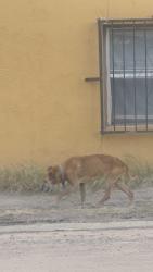 Found/Stray Female Dog last seen Chase bank, El Paso, TX 79905