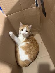 Lost Female Cat last seen Between Ave M and L on Ralph Ave, Brooklyn, NY 11234