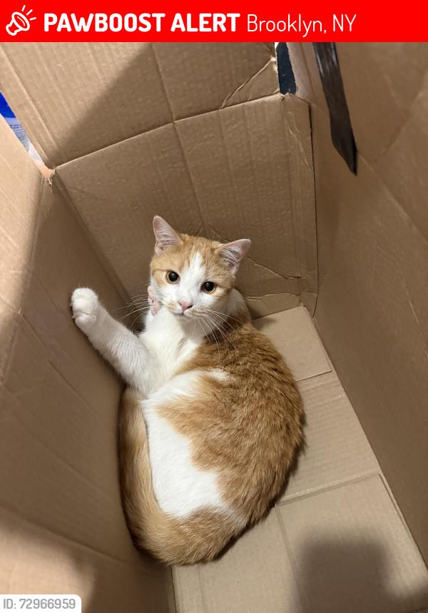 Lost Female Cat last seen Between Ave M and L on Ralph Ave, Brooklyn, NY 11234
