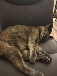Lost Female Cat last seen Carlton Oaks drive and Wethersfield drive, Santee, CA 92071