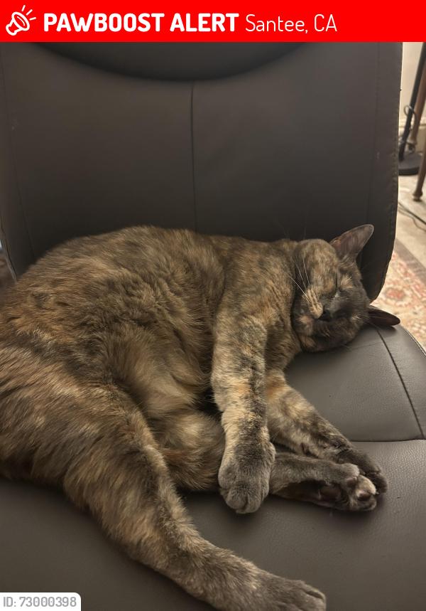 Lost Female Cat last seen Carlton Oaks drive and Wethersfield drive, Santee, CA 92071