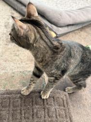 Found/Stray Unknown Cat last seen Hayesville & Lisa, Salem, OR 97305