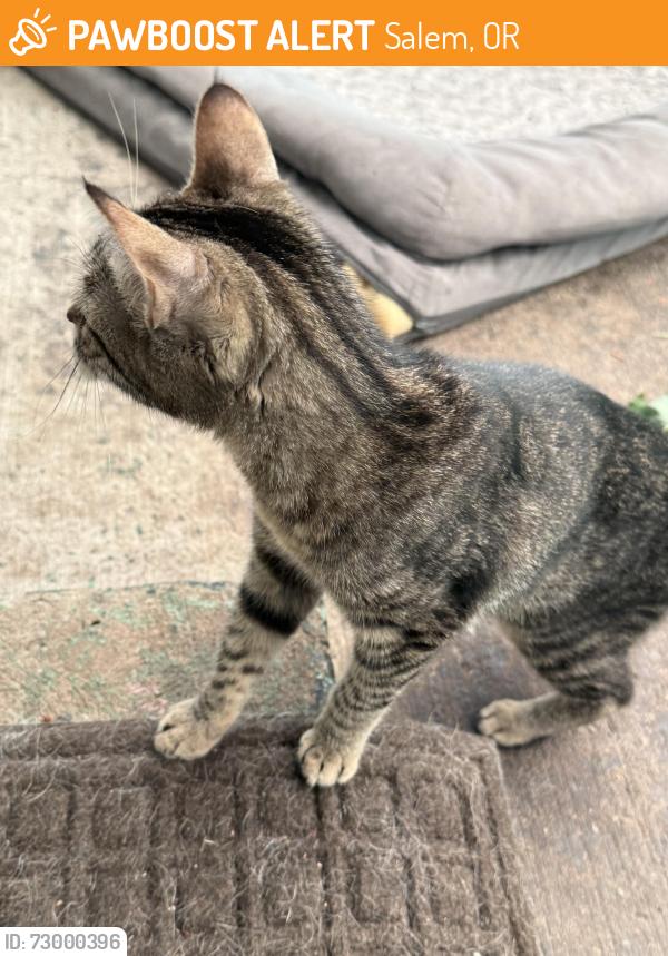 Found/Stray Unknown Cat last seen Hayesville & Lisa, Salem, OR 97305