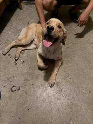 Found/Stray Male Dog last seen Alec Dr. , Clay County, FL 32068