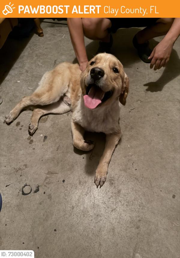 Found/Stray Male Dog last seen Alec Dr. , Clay County, FL 32068