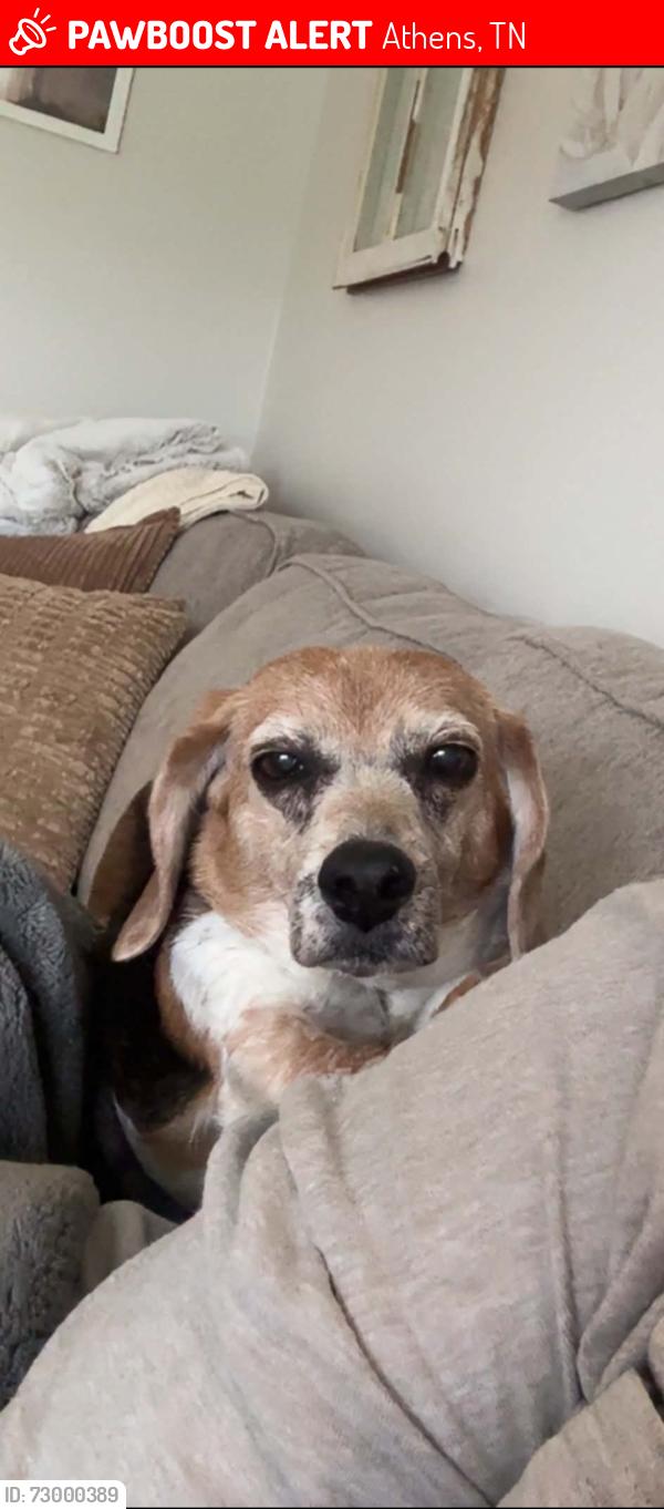 Lost Female Dog last seen Clearwater Athens TN area , Athens, TN 37303