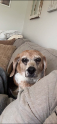 Lost Female Dog last seen Clearwater Athens TN area , Athens, TN 37303